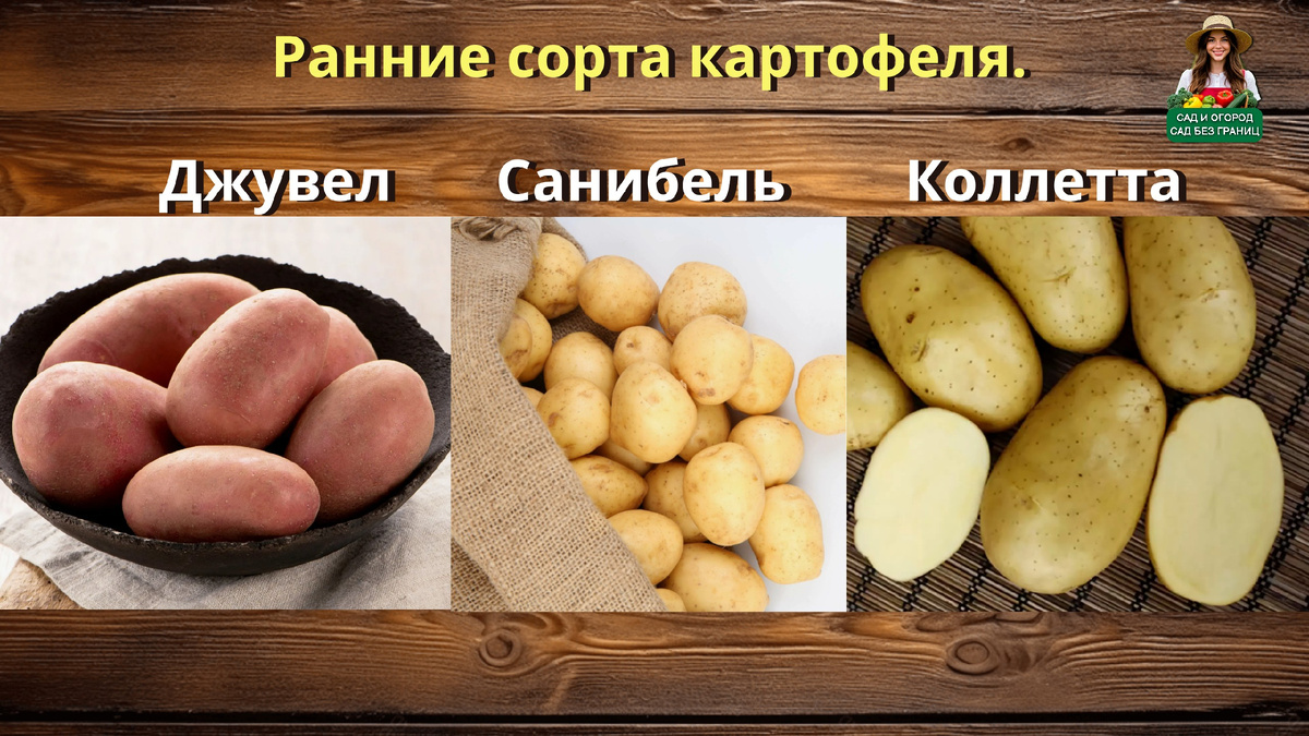 Ранние сорта картофеля.
