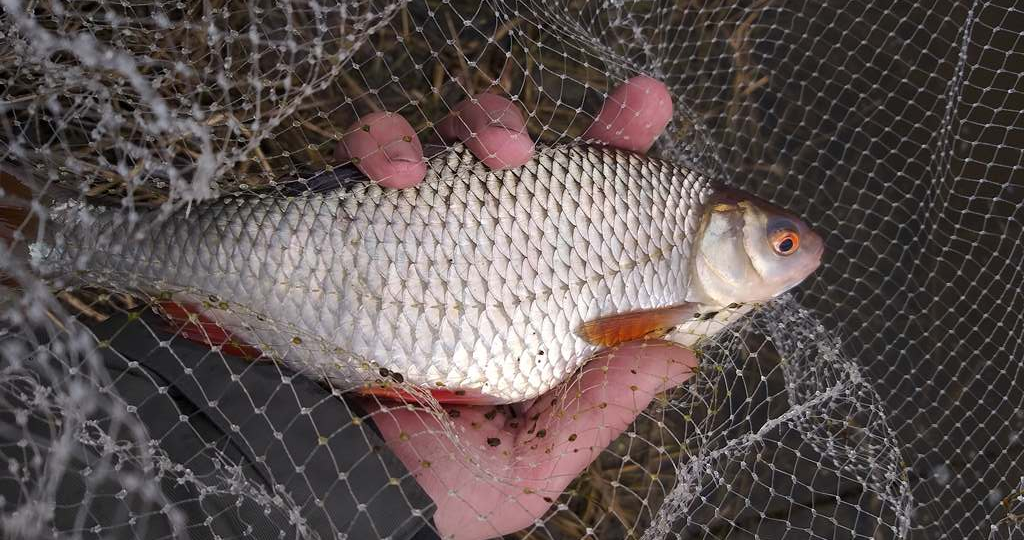 Топ-5 лучших наживок на плотву в конце весны — начале лета