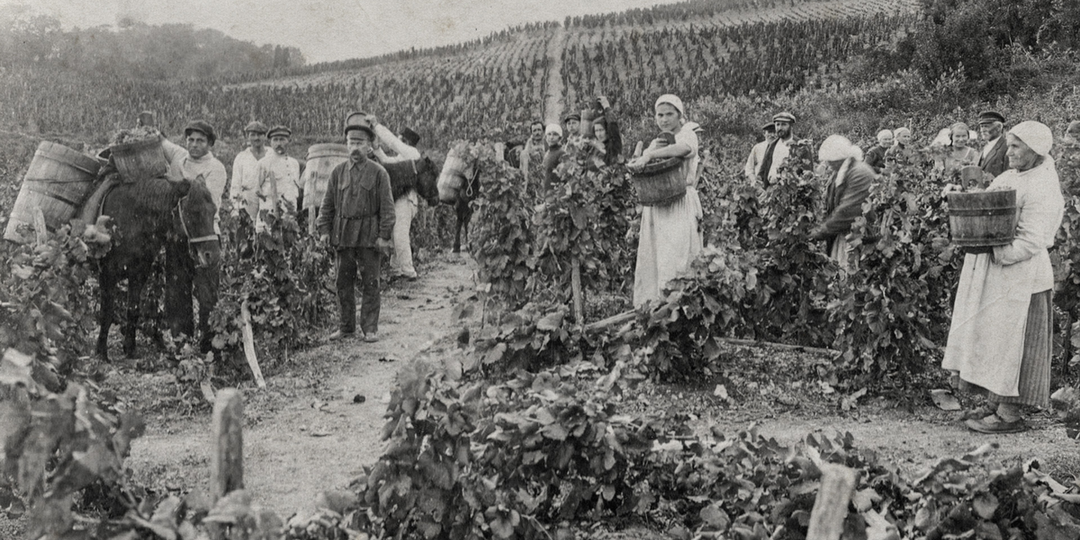 История в бокале: вина «Граф Воронцов»