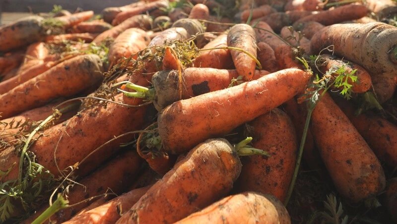      Фото: ИА «Победа26»