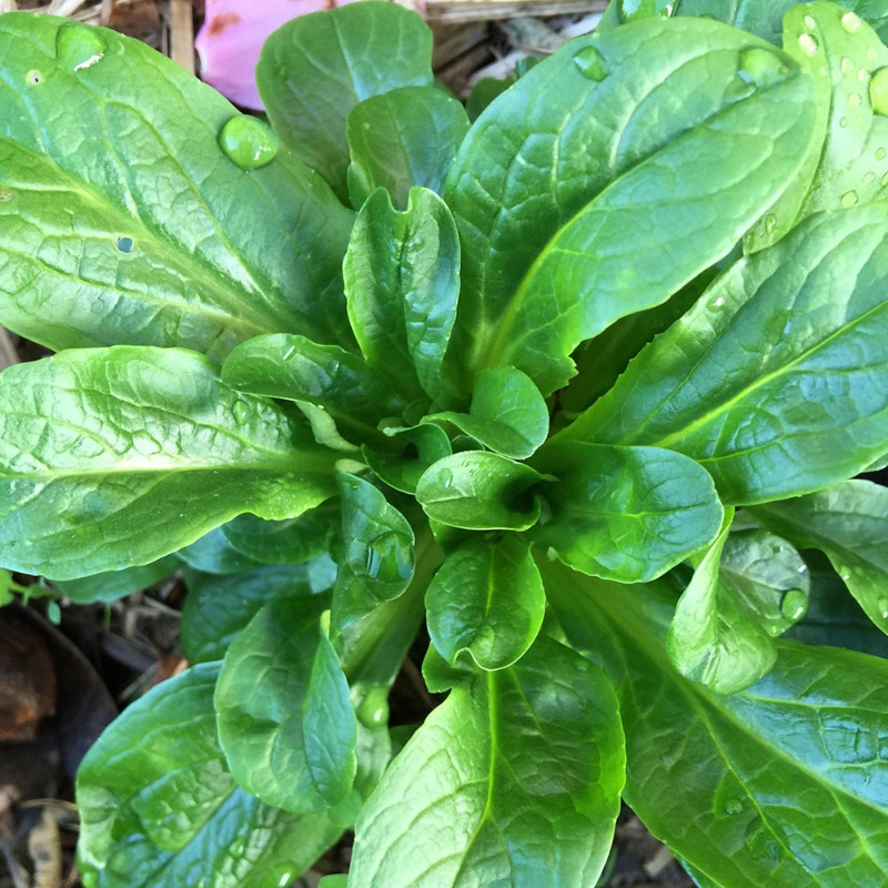 Салат полевой сорта Сирилла, фото из каталога СеменаТут