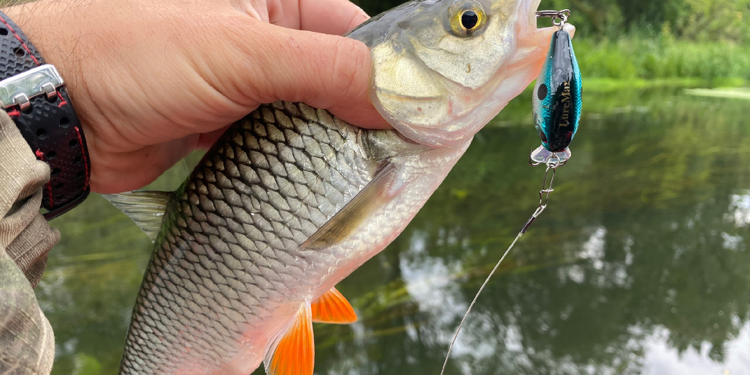 Весенний голавль: особенности поведения и выбор мест обитания