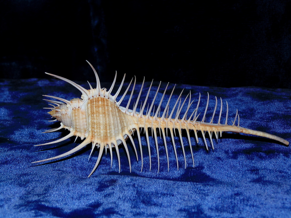 Как будто скелет рыбы слился с улиткой.