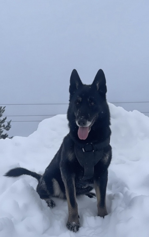    Кировская полиция ищет новых хозяев служебным овчаркам