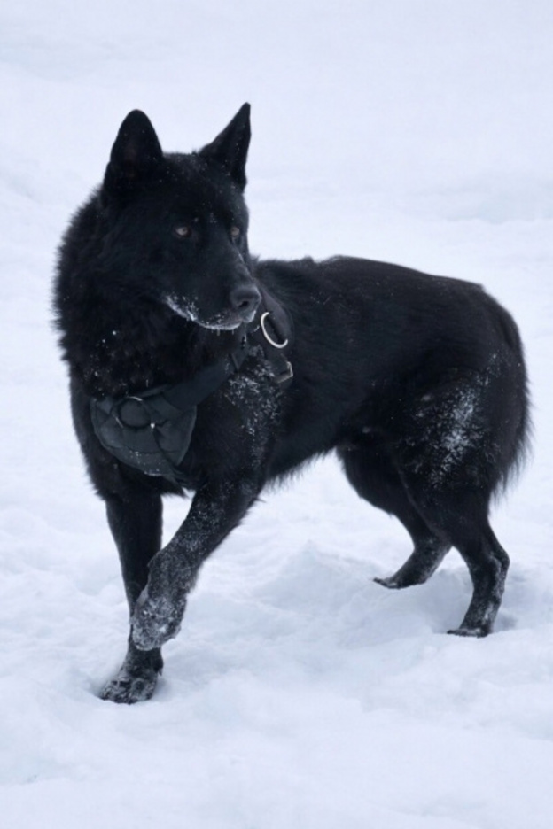    Кировская полиция ищет новых хозяев служебным овчаркам