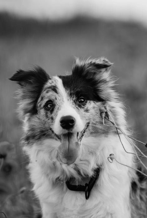 Бэсти и Люмен
Фото: со страницы Юлии Ивановой в соцсети «ВКонтакте»