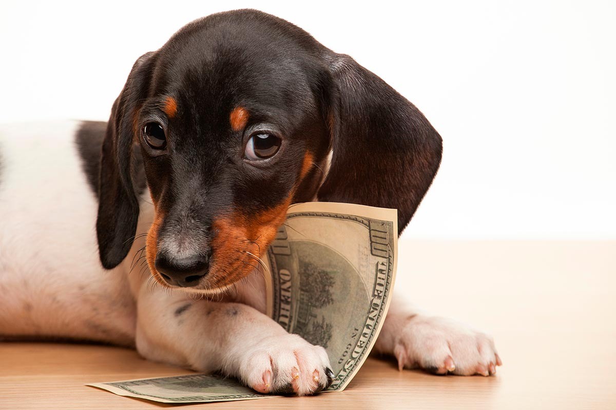    Фото: Gorlov Alexander / Shutterstock.com