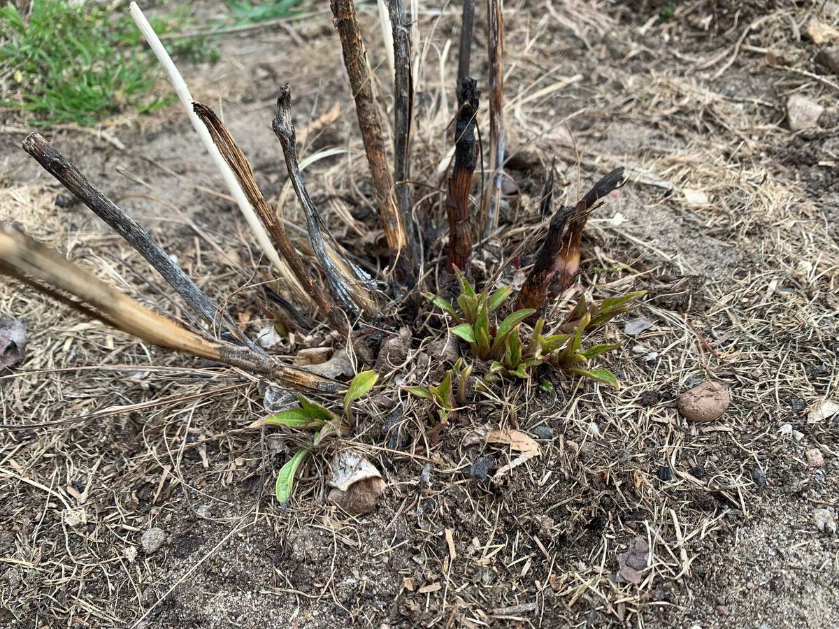 Проснулась эхинацея. Фото автора 