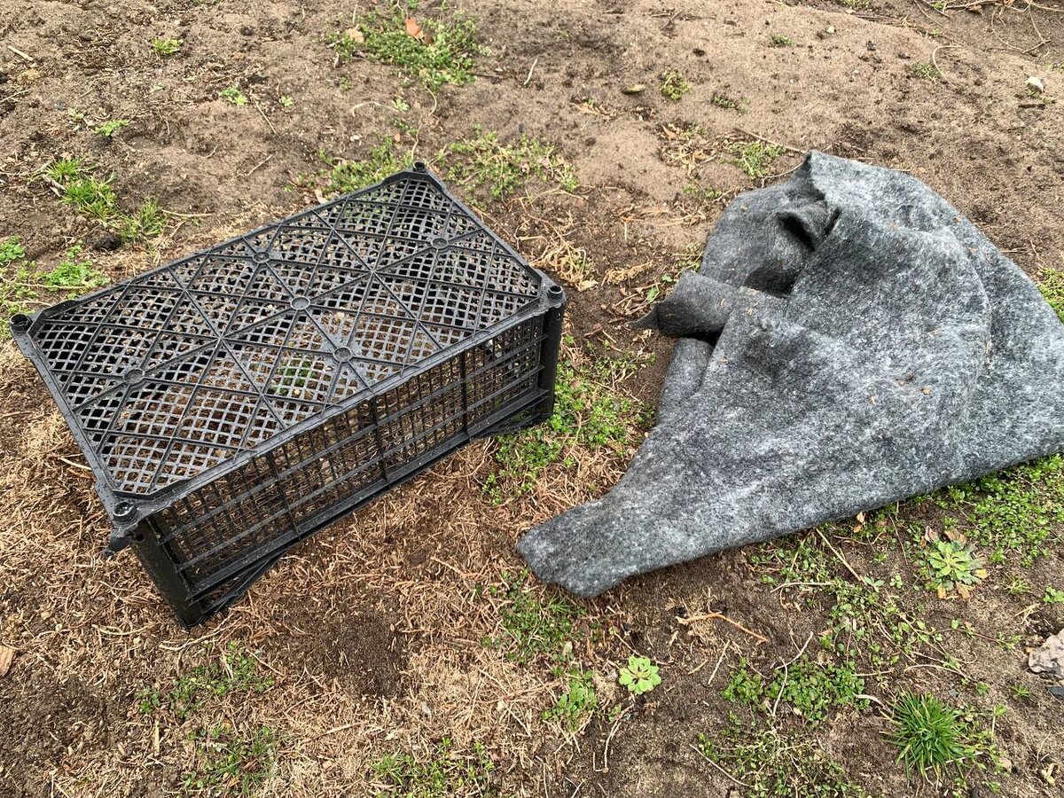 Ящик и ткань – хорошее укрытие для растений. Фото автора