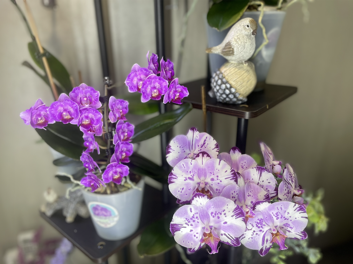 Орхидеи фаленопсис Маленькая Мери и Алмазное Небо. Орхидеи С Еленой Кузнецовой