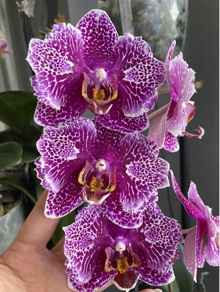 Орхидея фаленопсис Кружева Виктории / Phal. Victoria's Lace. Орхидеи С Еленой Кузнецовой