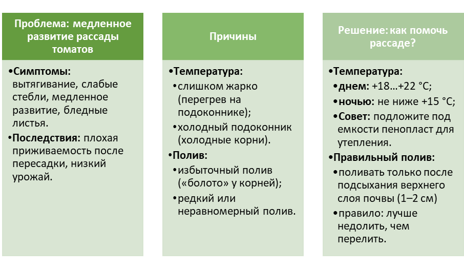 Что сделать, чтобы ускорить развитие рассады томатов