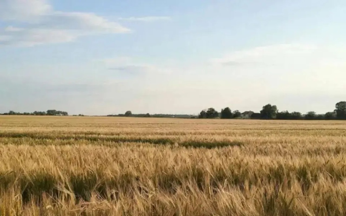    Смена управленца тамбовского мукомольного завода «Деметра» прошла на фоне троекратного сокращения прибыли Фото: GigaChat