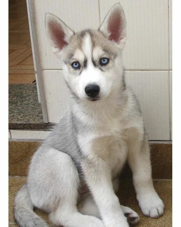 знакомтесь плюшевый пес роджир  