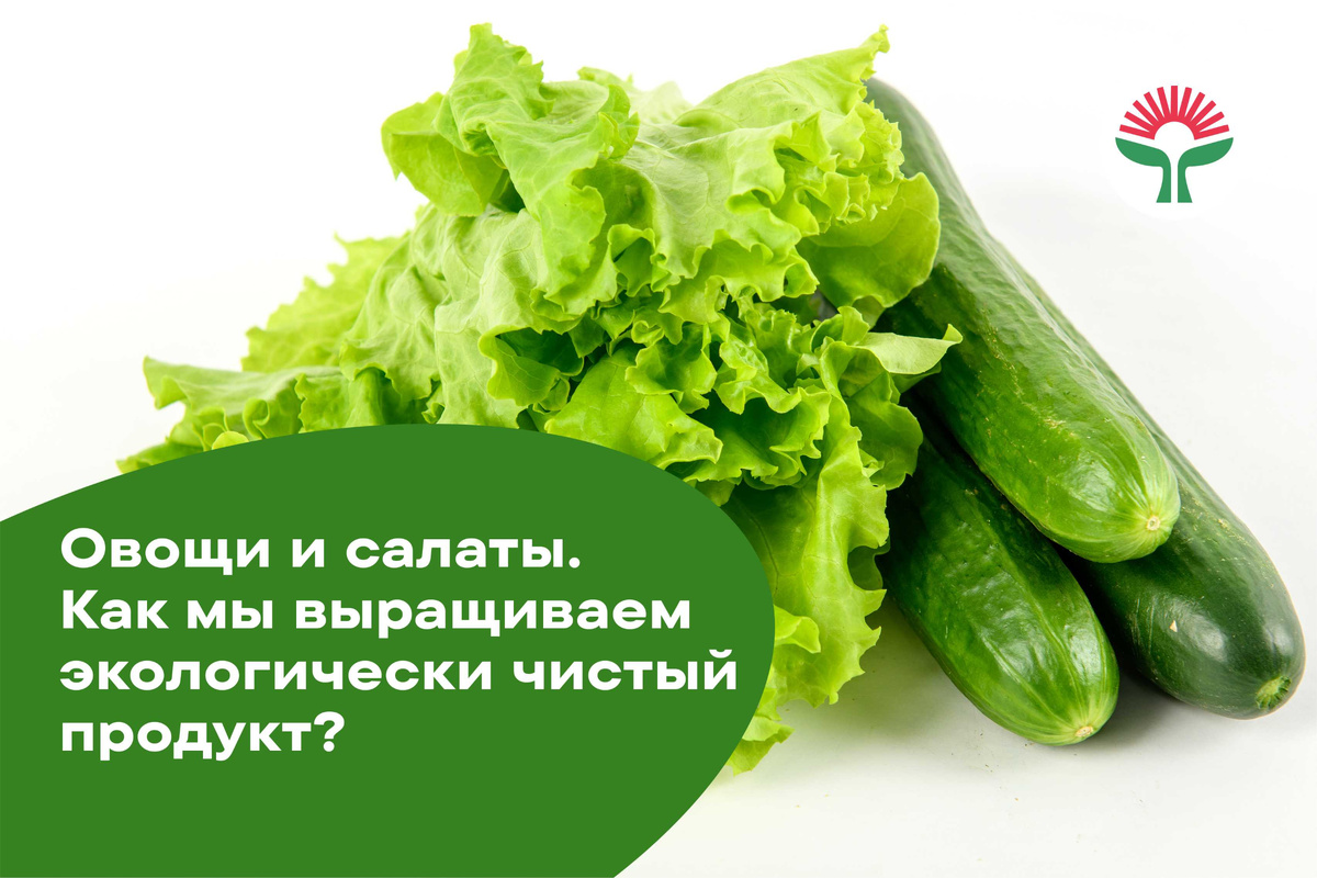 Часто у покупателя возникает вопрос, насколько полезны овощи, которые продаются в торговых сетях?