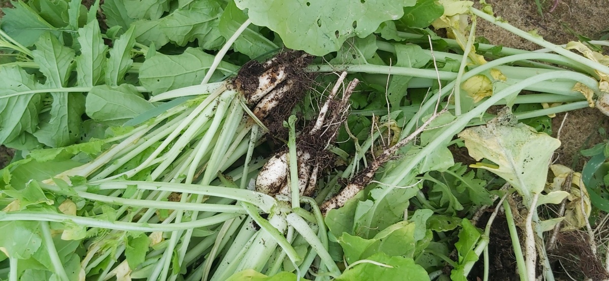 Фото автора. Результат посева в Страстную неделю