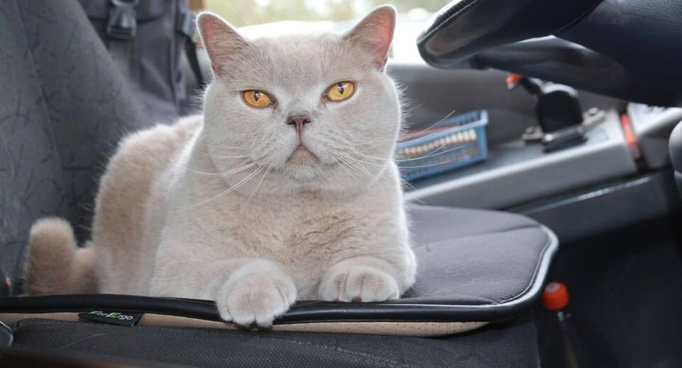    Минтранс Подмосковья