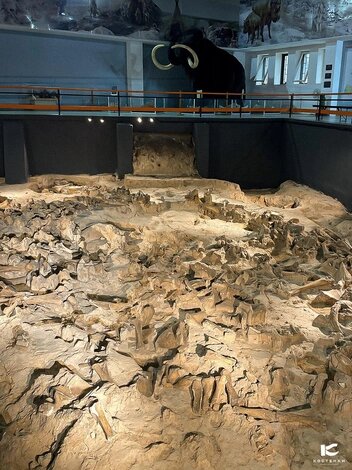 Жилище из костей мамонтов возрастом около 20 тысяч летИсточник:музей-заповедник «Костенки»