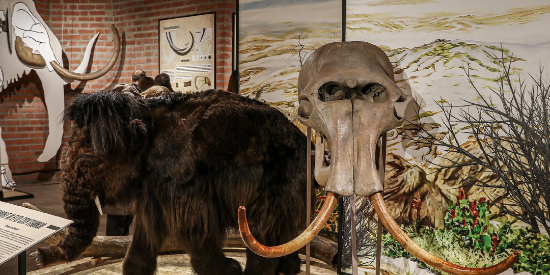 Здесь жили мамонты, носороги и гигантские олени. Какой была нижегородская земля тысячи лет назад