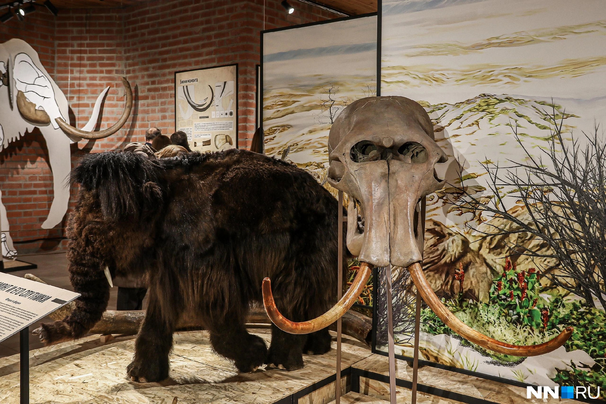 Шерстистые мамонты были крупнее современных африканских слонов