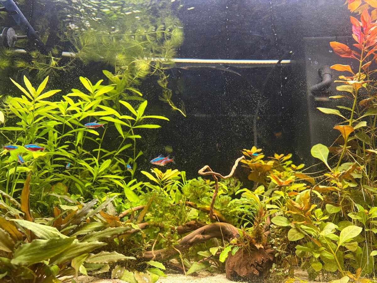 Поймала кадр, где видно и взесь, и зелёные точки на стекле. Всё как-то пыльно выглядит. 