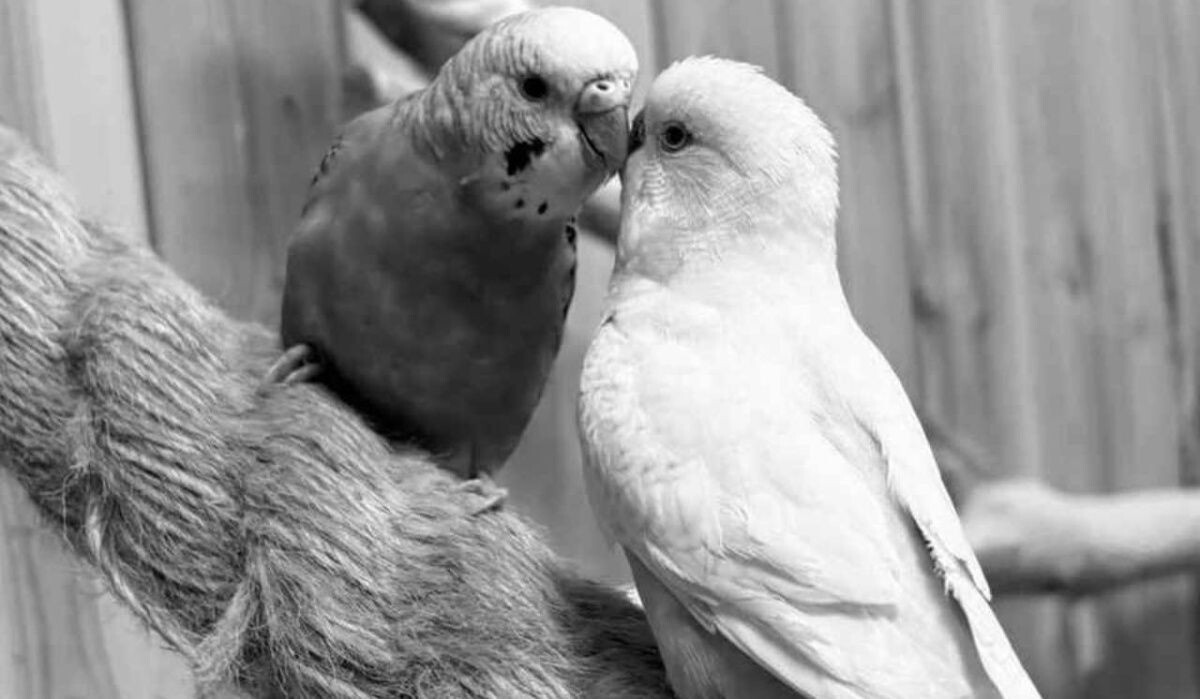     Попугаи. Источник: spb.kp.ru Автор фото: t.me/mir_popugayev_spb