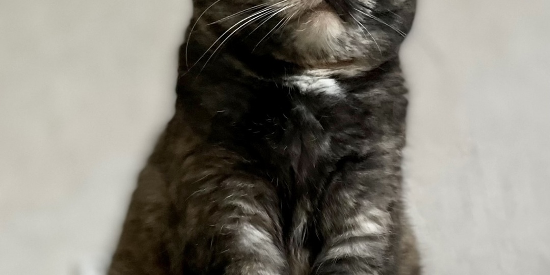 Почему невозможно совершить идеальное преступление там, где живет кошка