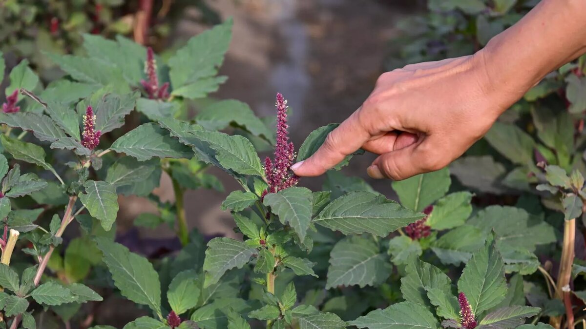 © Sputnik / Aram Nersesyan