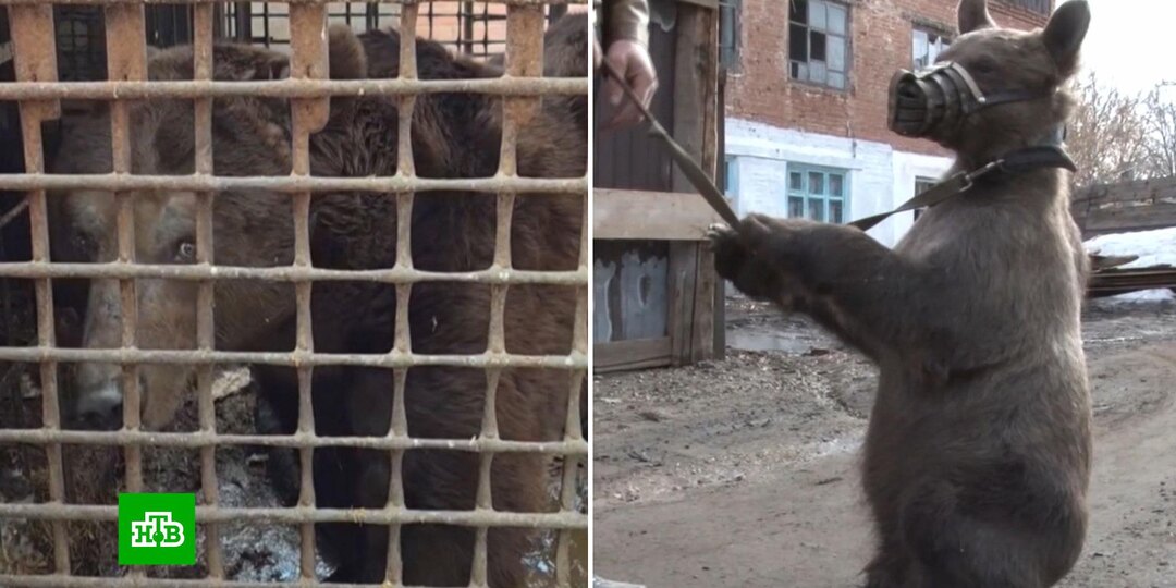 Медведь пропавшего бойца СВО ищет пропитание и новый дом