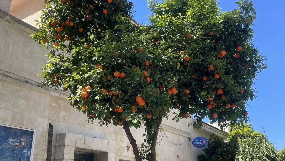    Марокко из Нижнего Новгорода: сколько стоит и что посмотреть   newsnn.ru