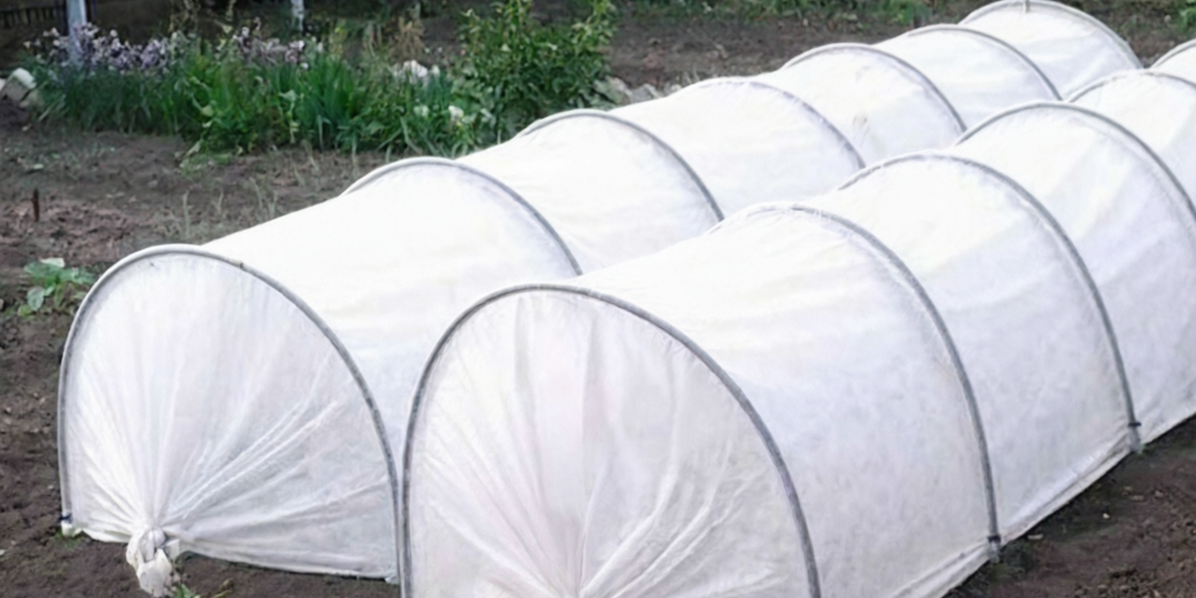 Весенний «разгон» инжира.