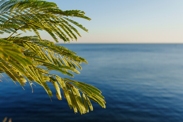 Art_Volkusha/Shutterstock/FOTODOM   📷