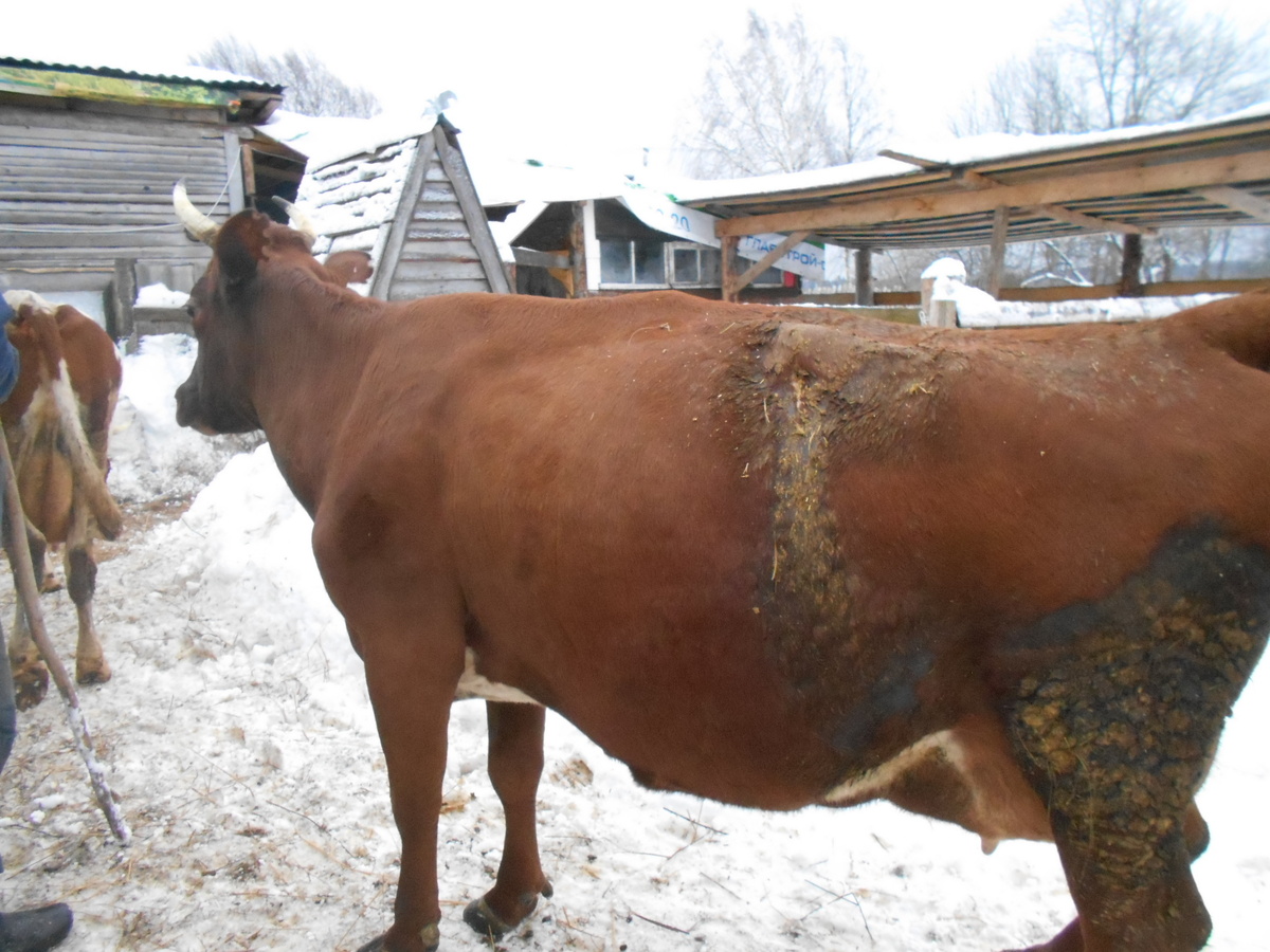 Та самая Ладушка с тем самым драным боком... Декабрь  2016 года. 10 лет прошло, а как вчера...