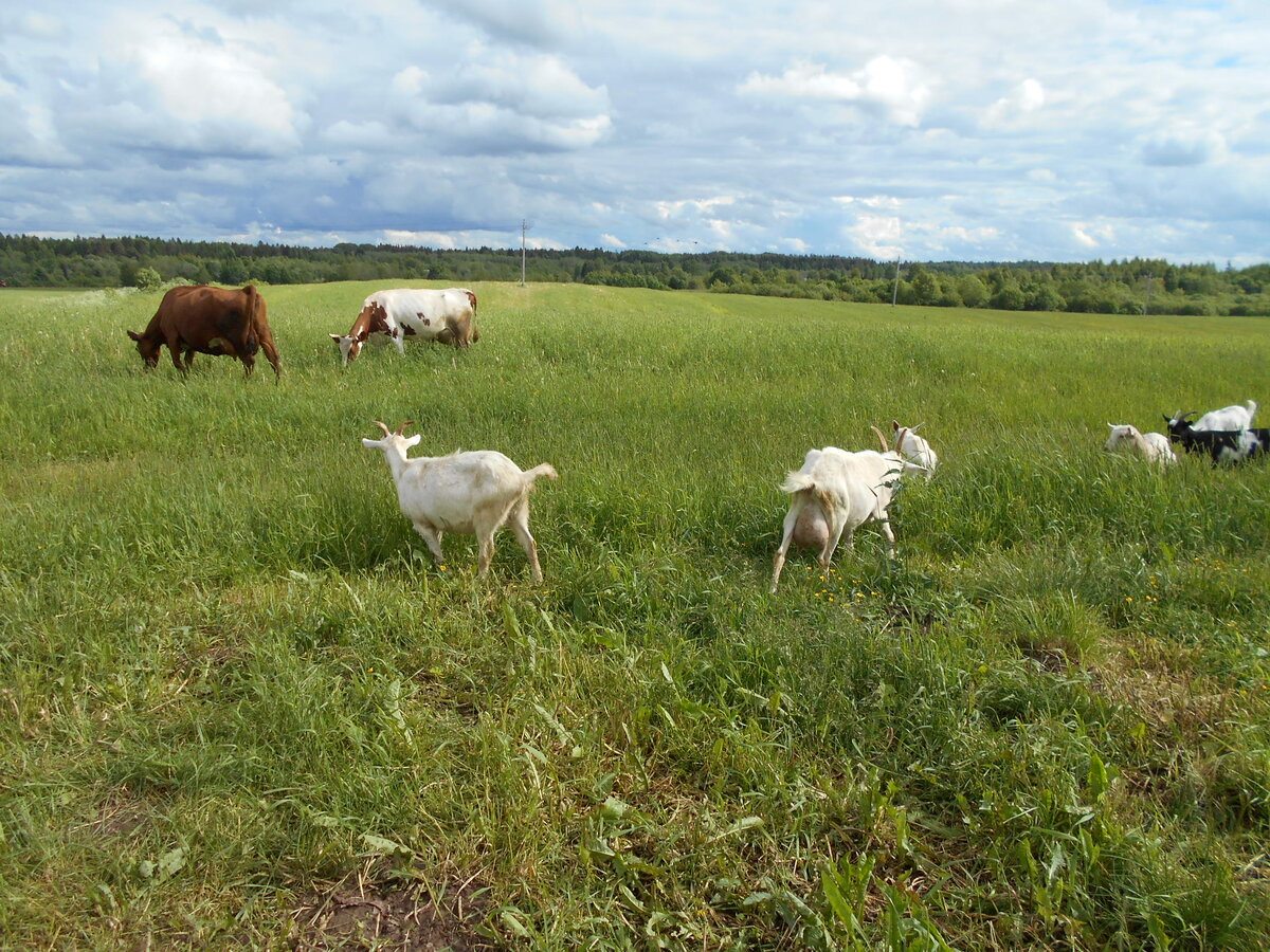 Ностальгия....