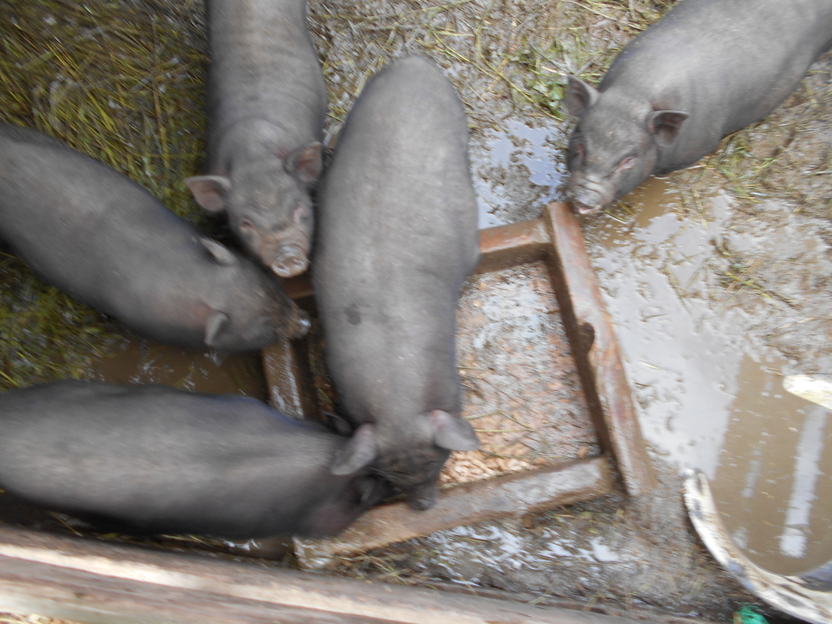 А таких уже, наверное, не хочу )))