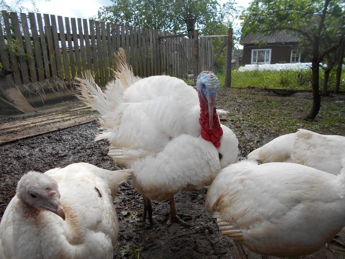 Вот таких хочу!