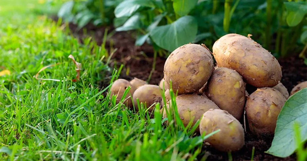 Чем подкормить картофель для крупных клубней: подробный план от посадки до цветения