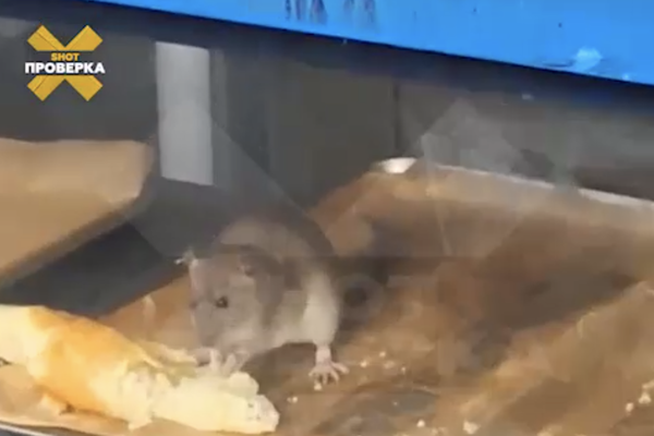 Кадр из видео/Telegram-канал «SHOT ПРОВЕРКА»  📷