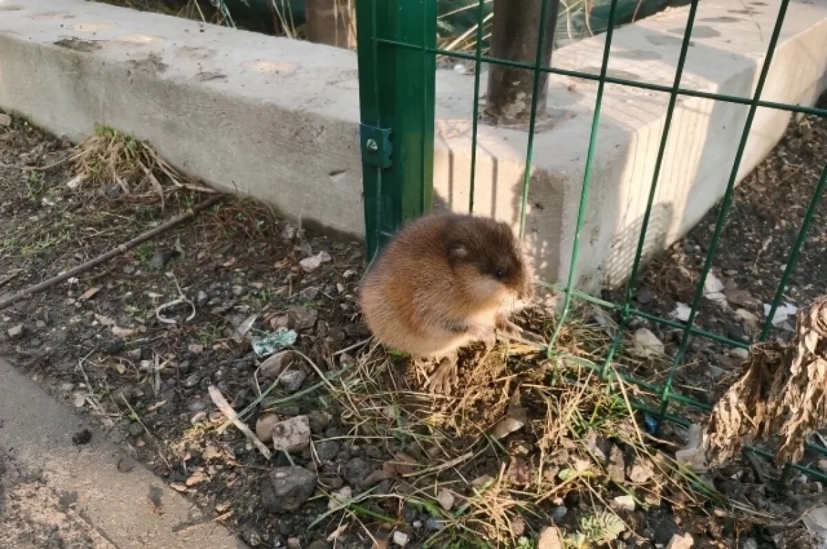    В Пермском крае спасатели помогли выбраться застрявшей в заборе ондатре