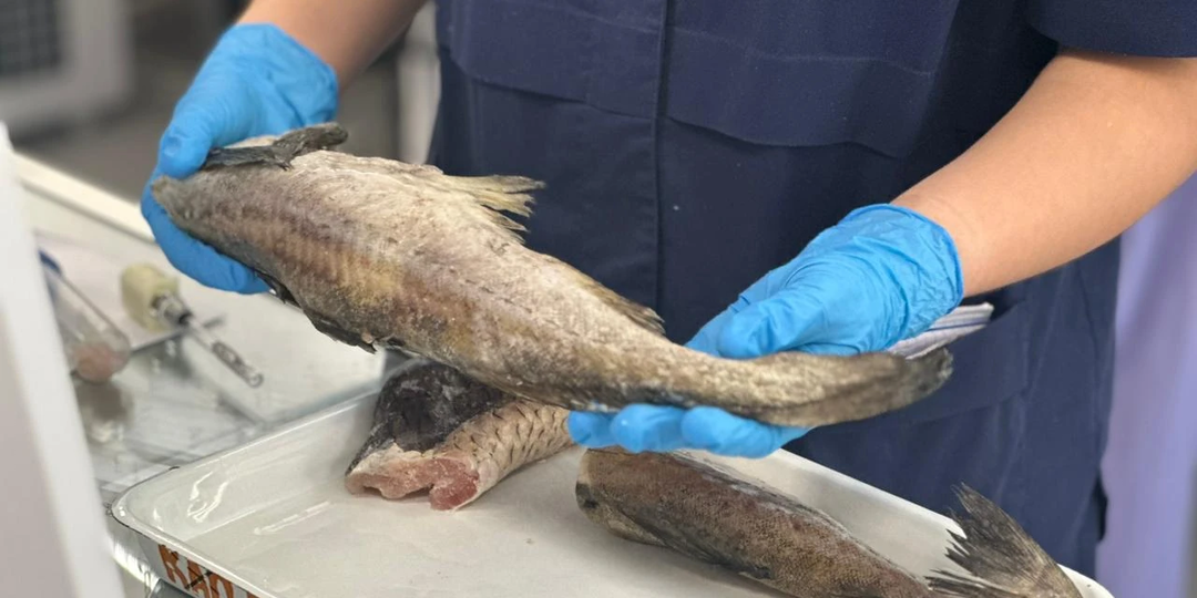 Не вся рыба одинаково полезна: красный и зеленый список для тех, кто не хочет годами копить ртуть в организме