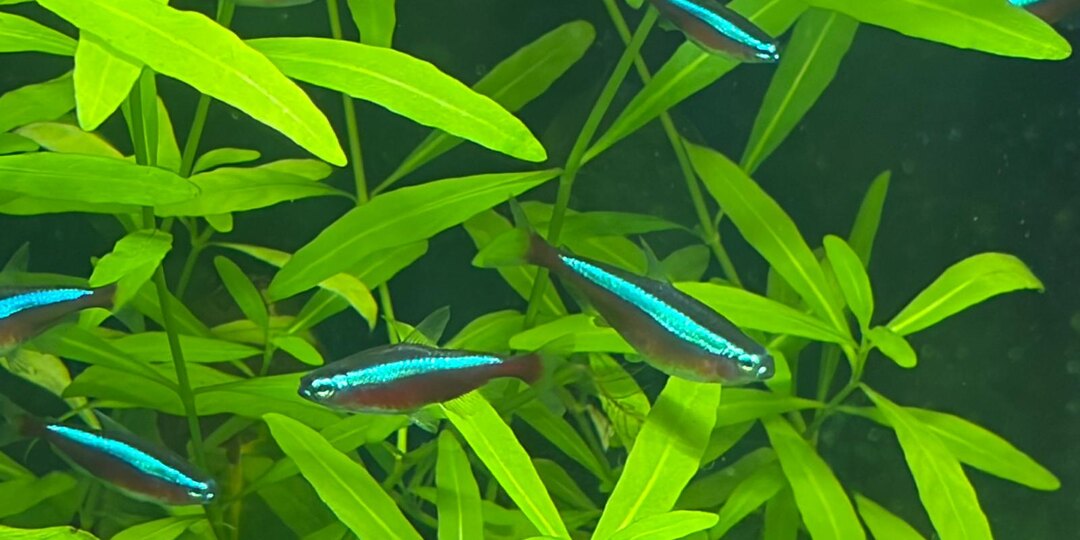 Эти странные рыбы: ночные смены, выключенные фонарики и «массовка»