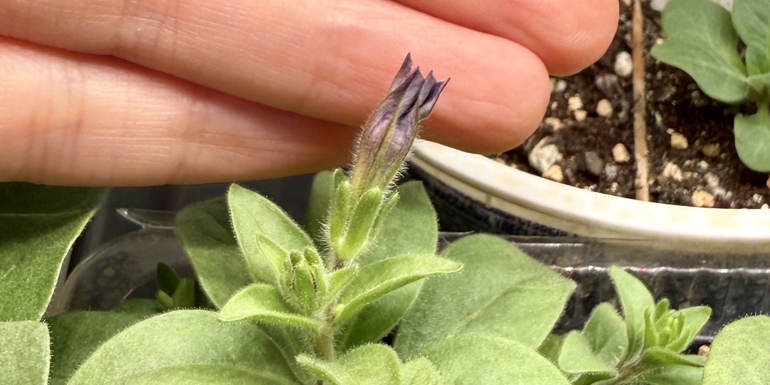 Что меня ждало дома по приезде из Таиланда.