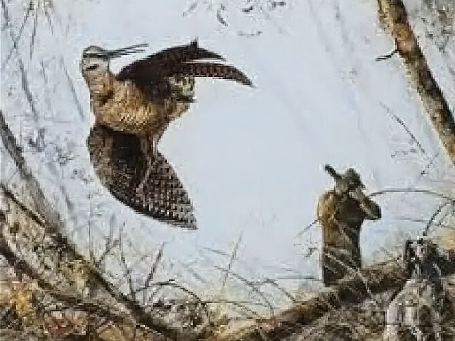 Как стрелять в вальдшнепа: урок от деревенского охотника для городского новичка.