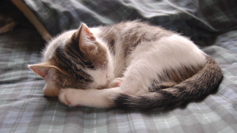 Кошка спит, свернувшись калачиком: когда это уют, а когда – тревожный сигнал