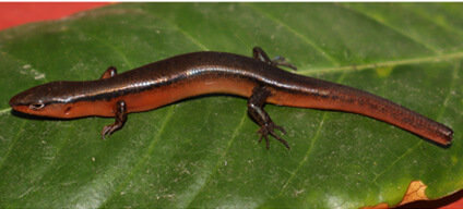    сцинк Scincella Mittleman