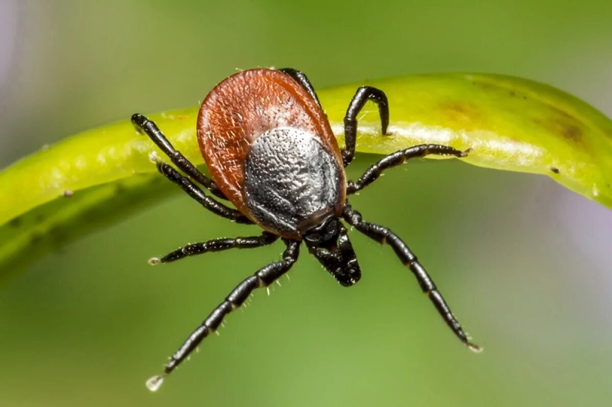    Семь клещей — переносчиков боррелиоза обнаружены в Курской области
