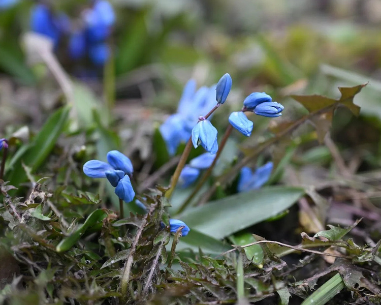     В Курской области 10 апреля ожидаются дождь, снег и +6 градусов