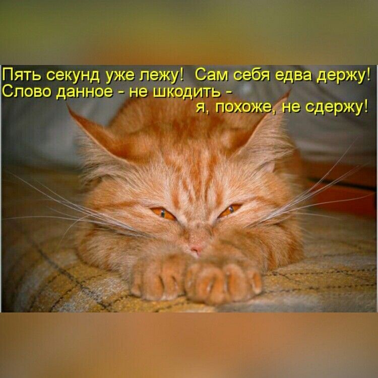 фото из интернета