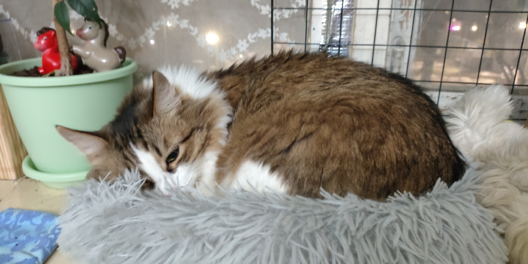 Подборка смешных котиков к пятнице: влюбленные коты, ученые коты и даже кот Бабы - Яги.