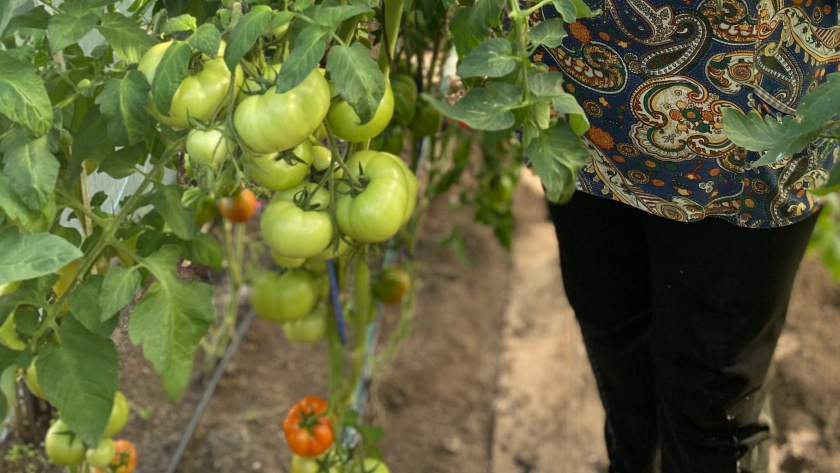    Фото progorod43.ru